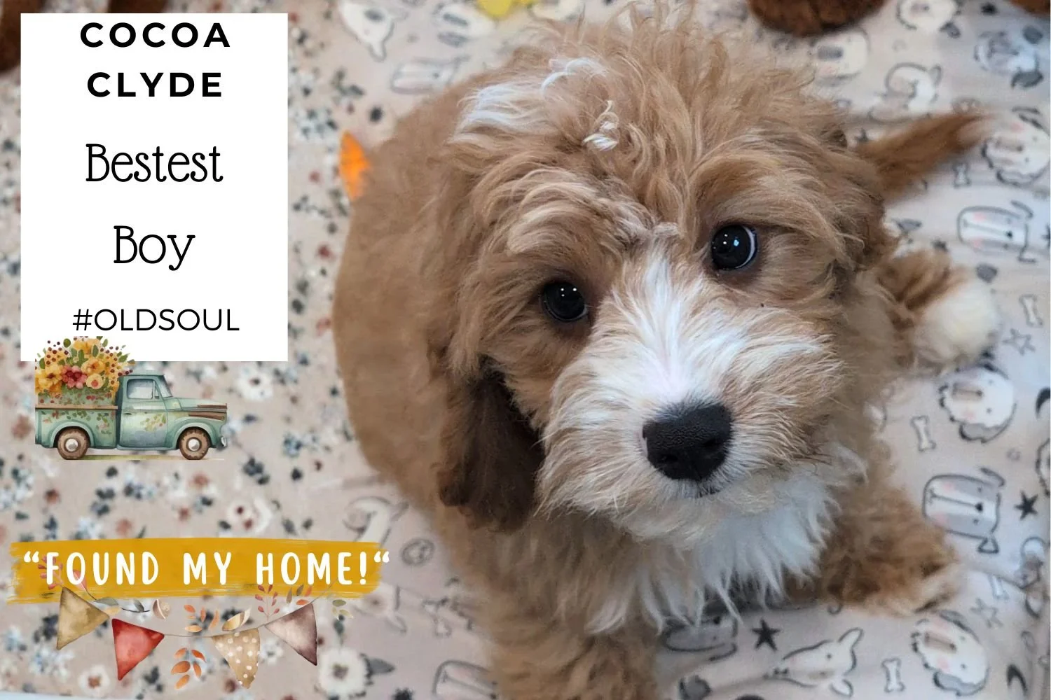 extra-gentle-Cavapoo-puppy-with-white markings.jpg