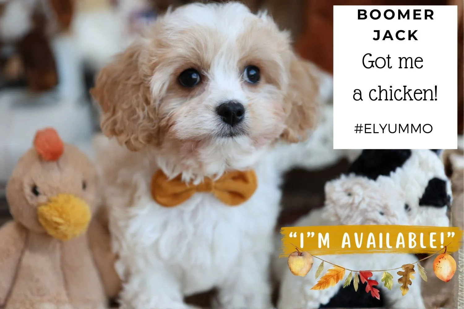 Cavachon-quiet-gentle-family-dog.jpg
