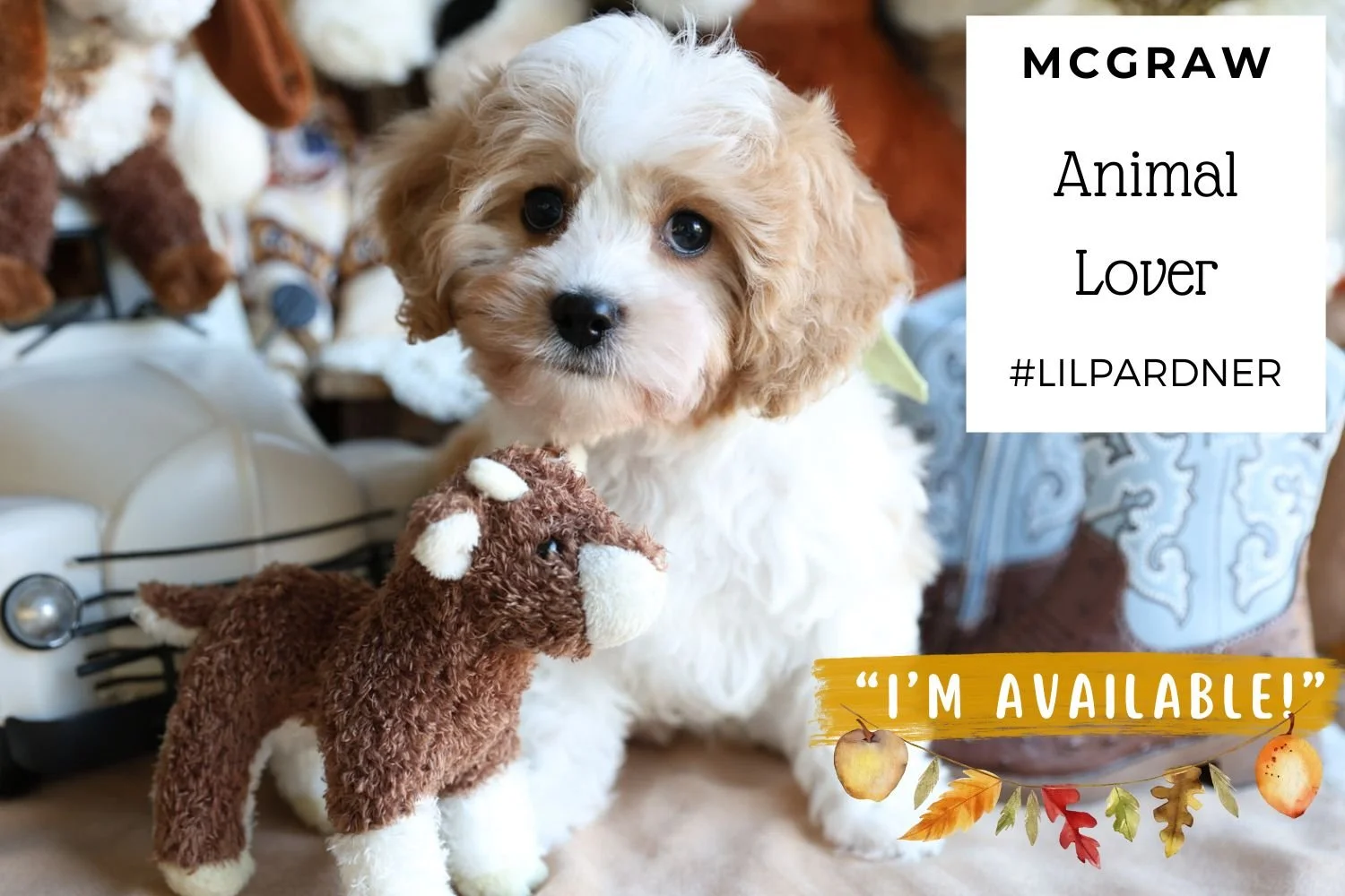 Cavachon-beautiful-family-dog.jpg
