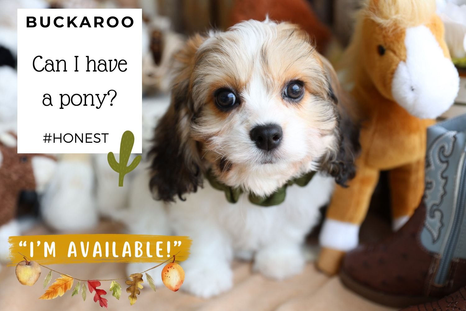 funny-cute-sweet-Cavachon-puppy.jpg
