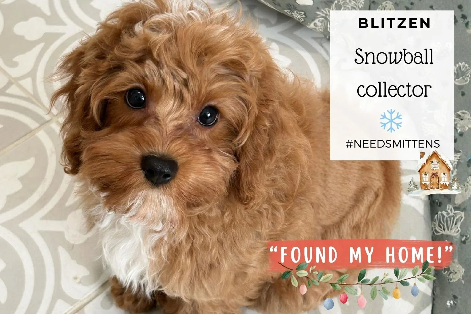 Blitzen-the-Cavapoo-puppy.jpg