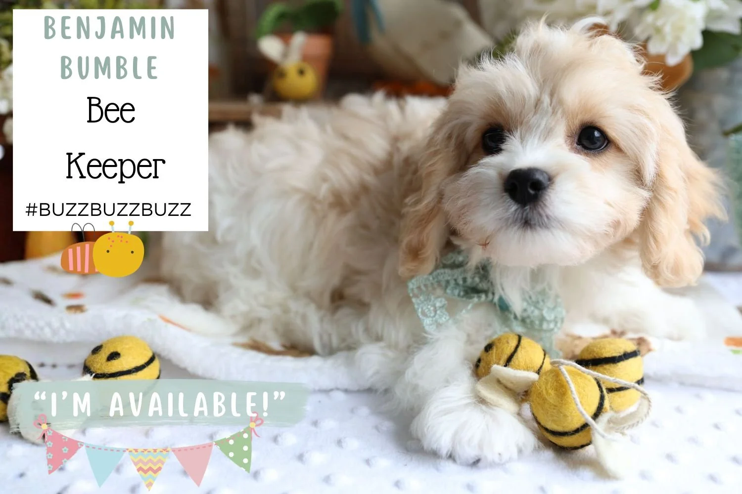 sweet-natured-cavachon-puppy-from-foxglove-farm.jpg
