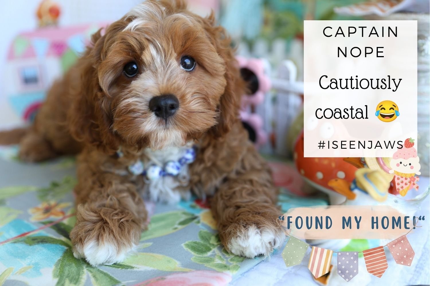 adorable-cavapoo-puppy-non-shed-family-pet.jpg