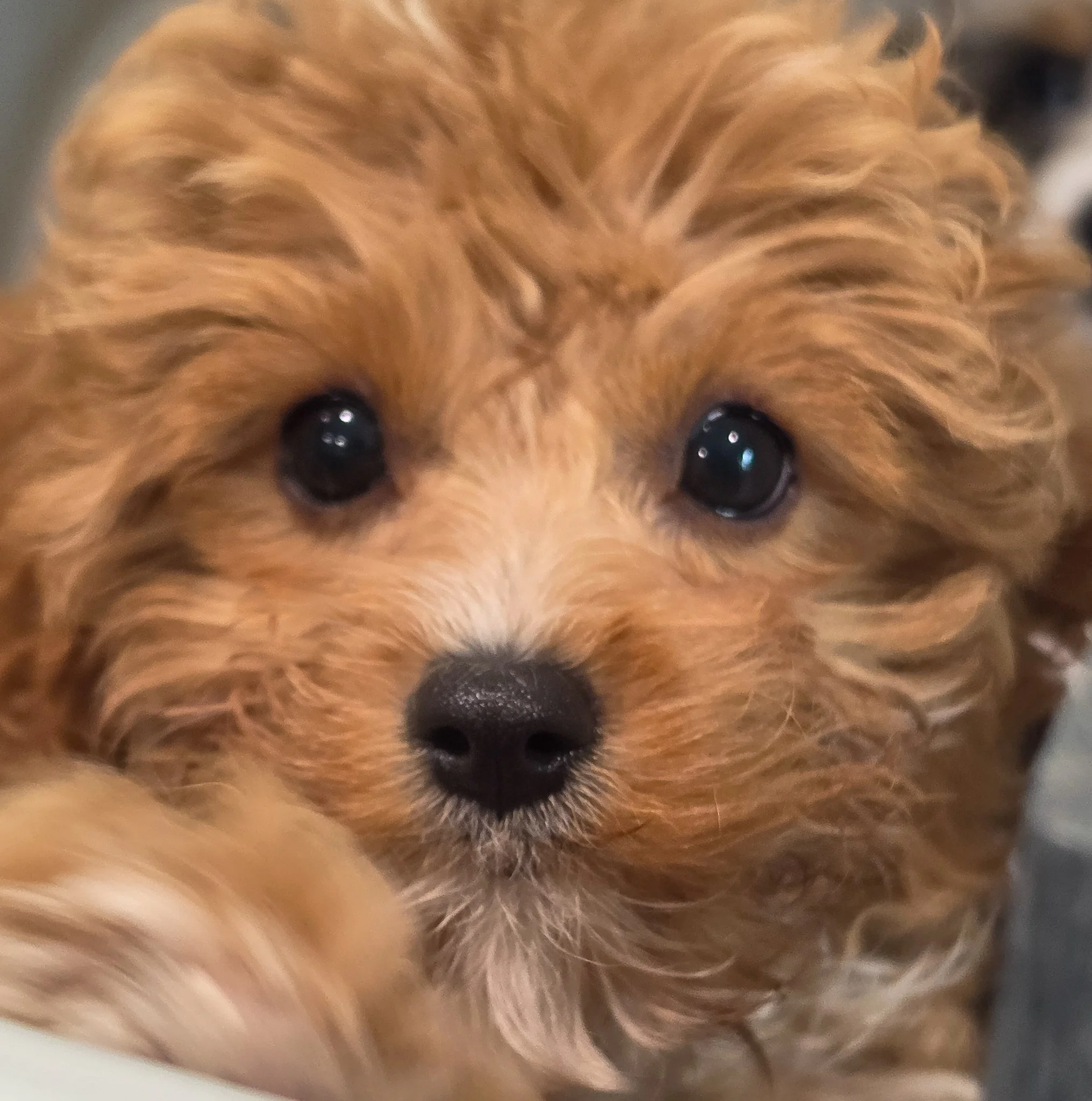 cavapoo-puppy-from-foxglove.jpg