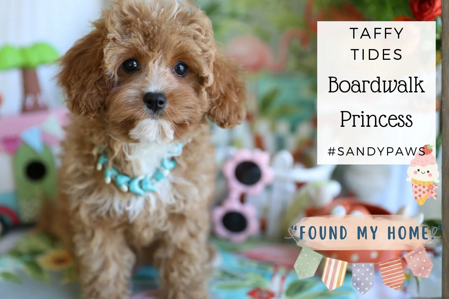 cavapoo-puppy-fluffy-with-lots-of-curls.jpg