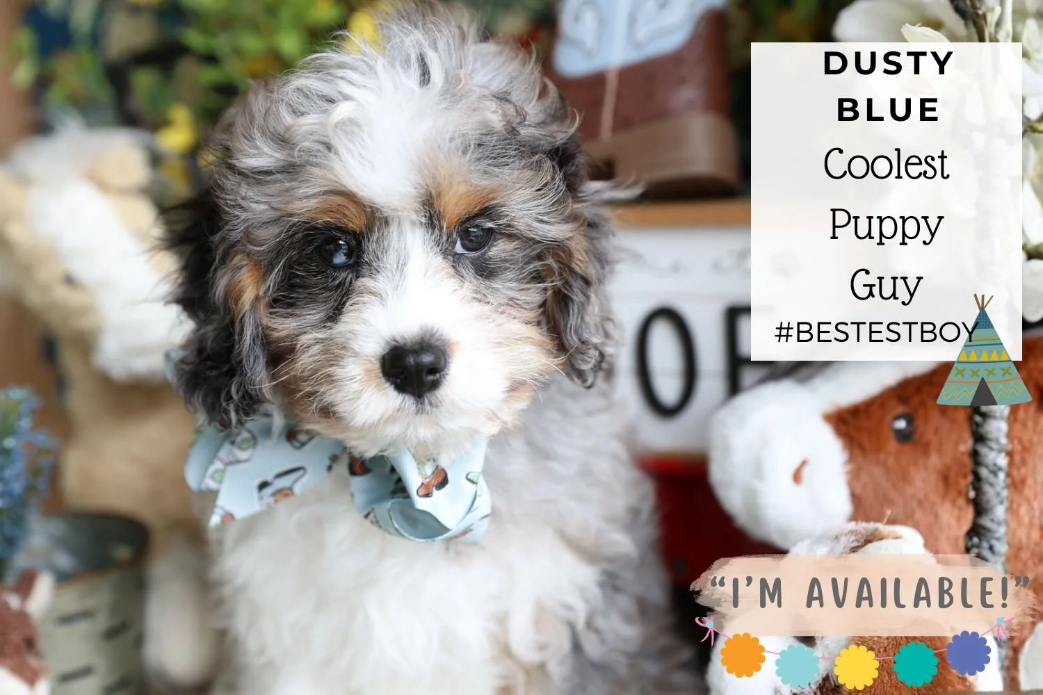 blue-merle-cavapoo-rare-coat-color-from-foxglove-farm.jpg