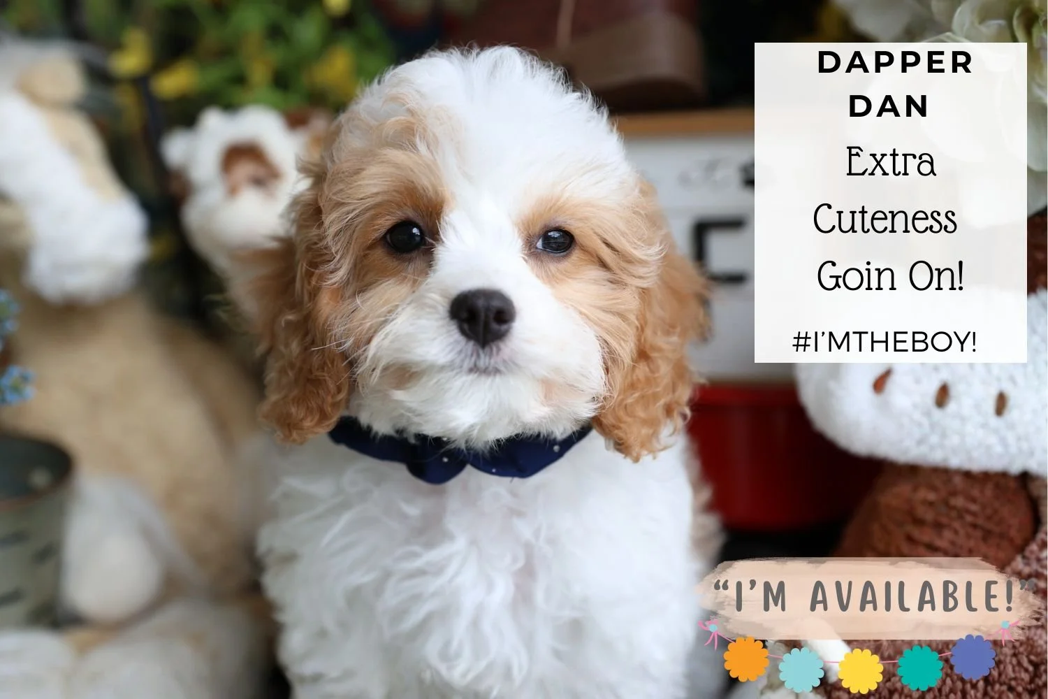 cavapoo-puppy-sitting-by-toy-pony.jpg