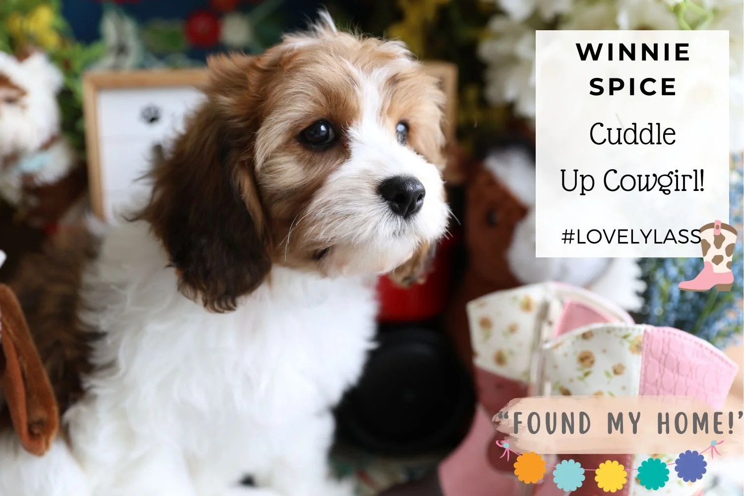 sable-cavachon-puppy-sitting-by-pink-cowboy-boots.jpg