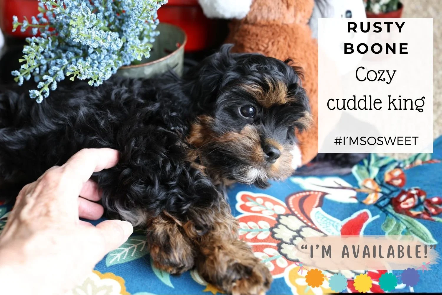 cavapoo-puppy-rare-black-and-tan-cuddly.jpg