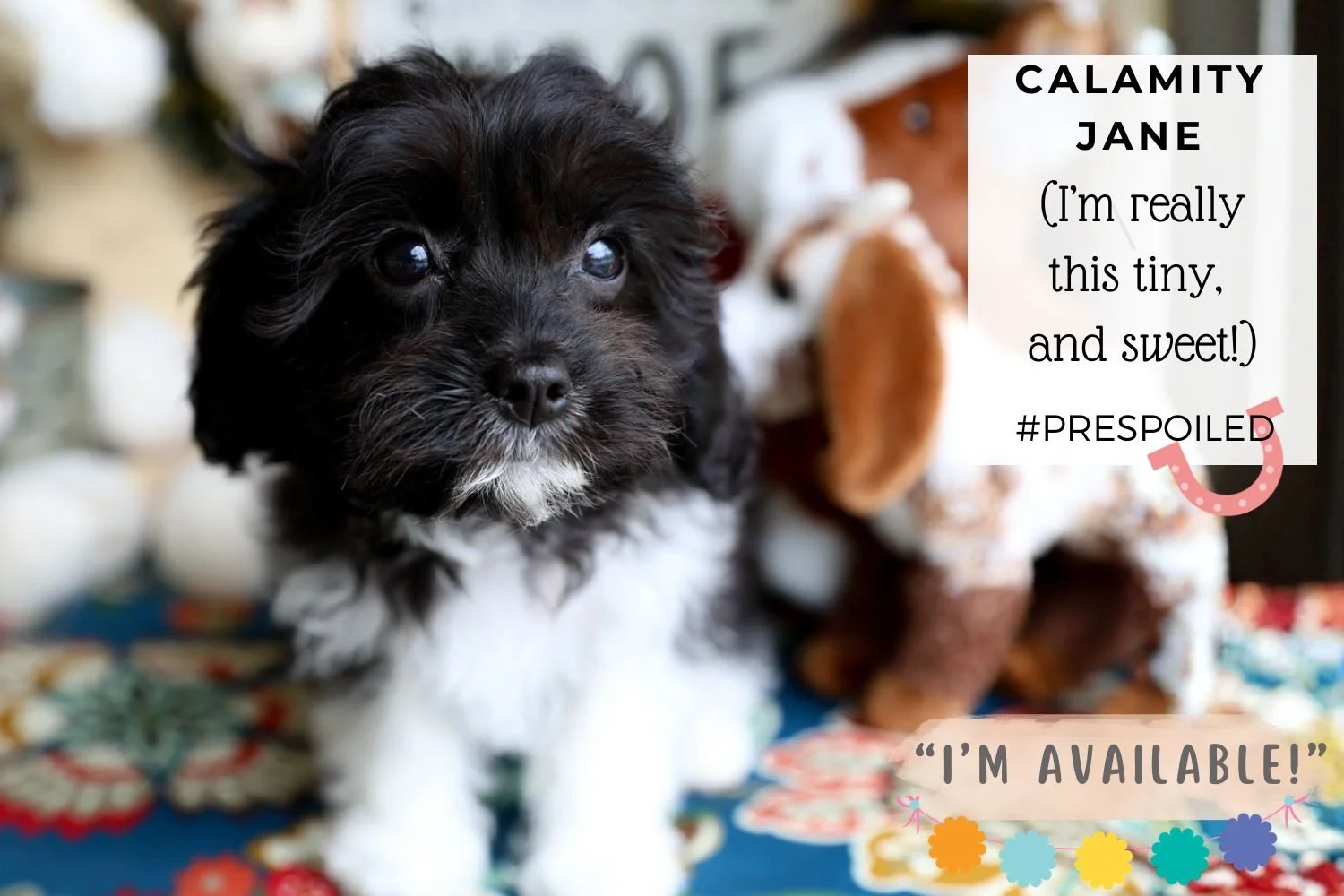 tiny-toy-cavapoo-puppy.jpg