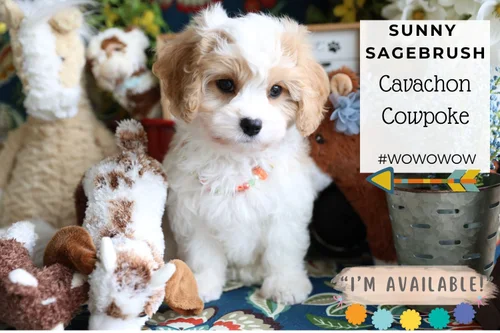 Sunny Sagebrush Cavachon Puppy sunny-sagebrush-cavachon-puppy