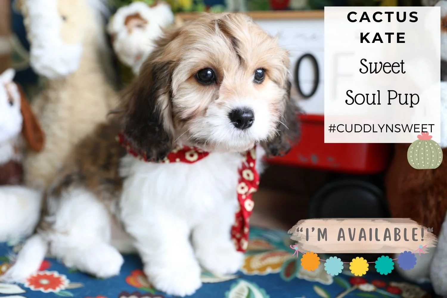 sable-cavachon-puppy-wearing-red-bandana.jpg