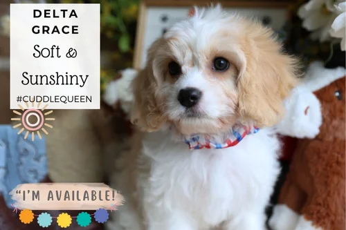 Delta Grace Cavachon Blenheim Puppy delta-grace-cavachon-blenheim-puppy