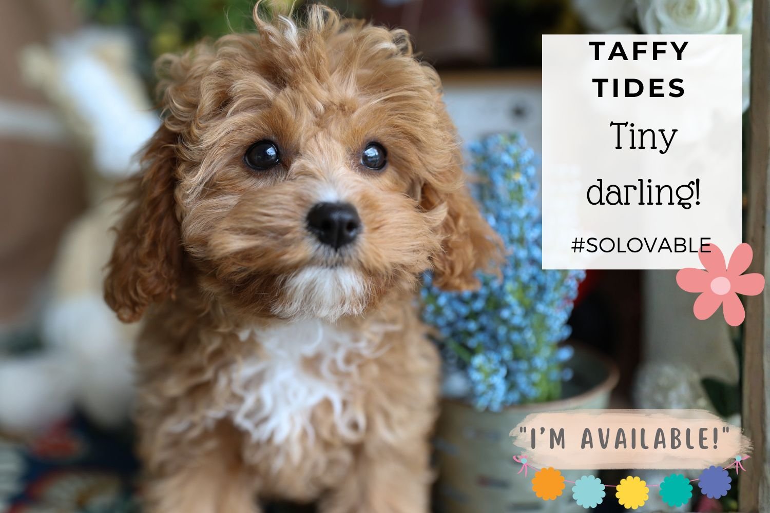 beautiful-cavapoo-puppy-from-foxglove-farm.jpg