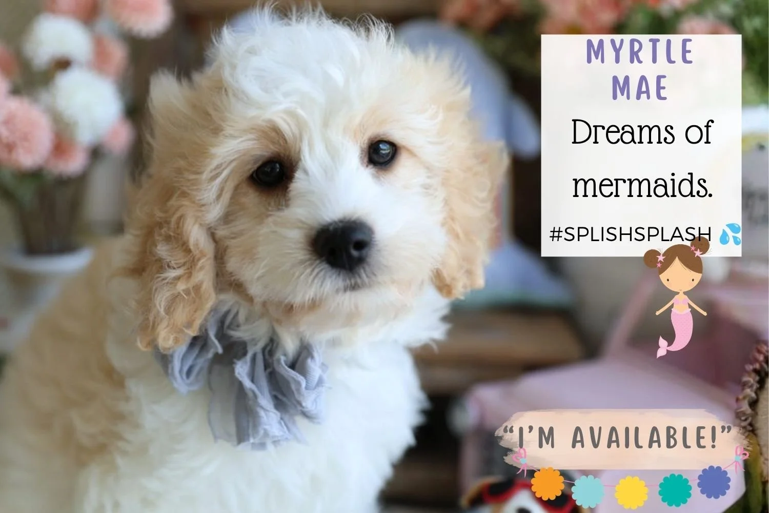 fluffy-Cavachon-puppy-with-non-shed-coat.jpg
