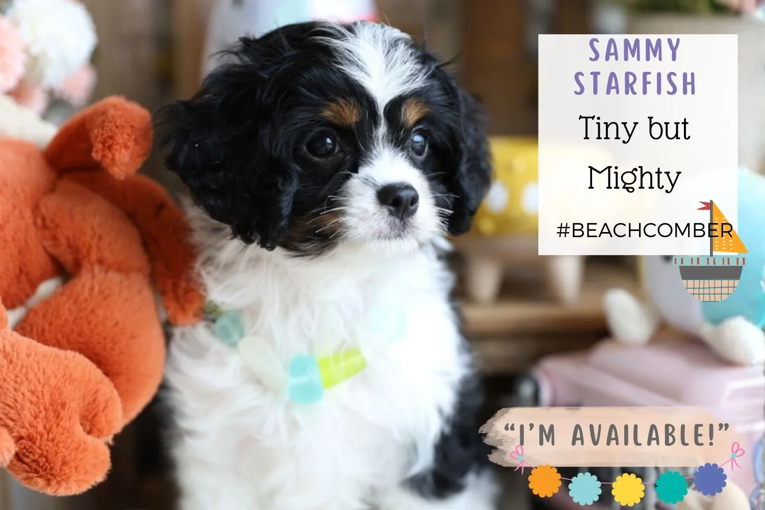 tiny-Cavapoo-puppy-tricolor-cutie.jpg