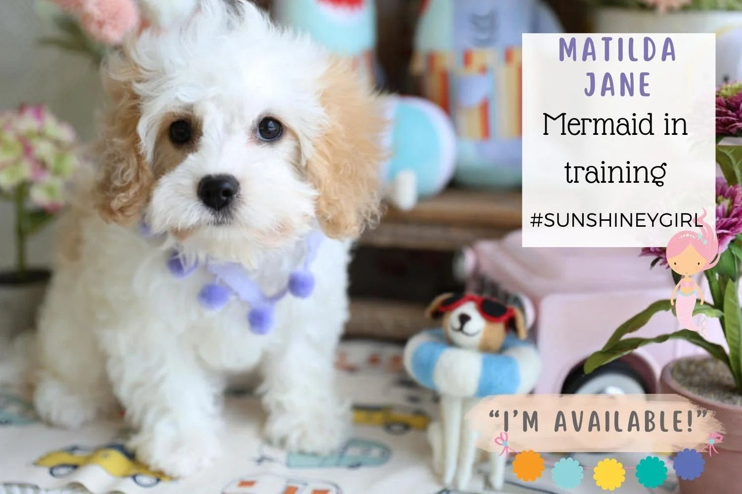 snow-white-Cavachon-with-tan-ears.jpg