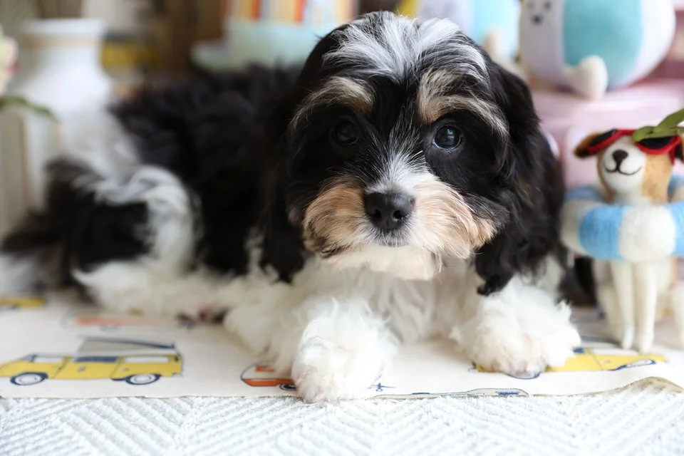 EB9A0524.jpg