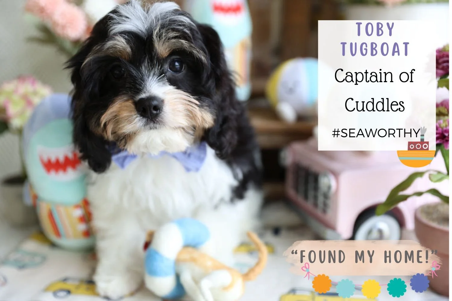 Non-shed-Cavachon-puppy.jpg