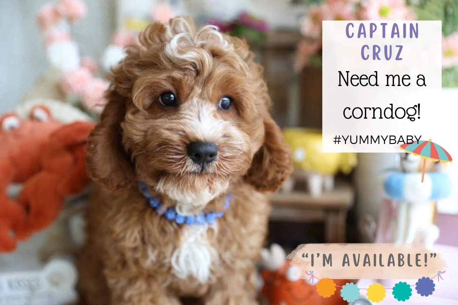 cute-Cavapoo-wearing-blue-sparkly-collar.jpg