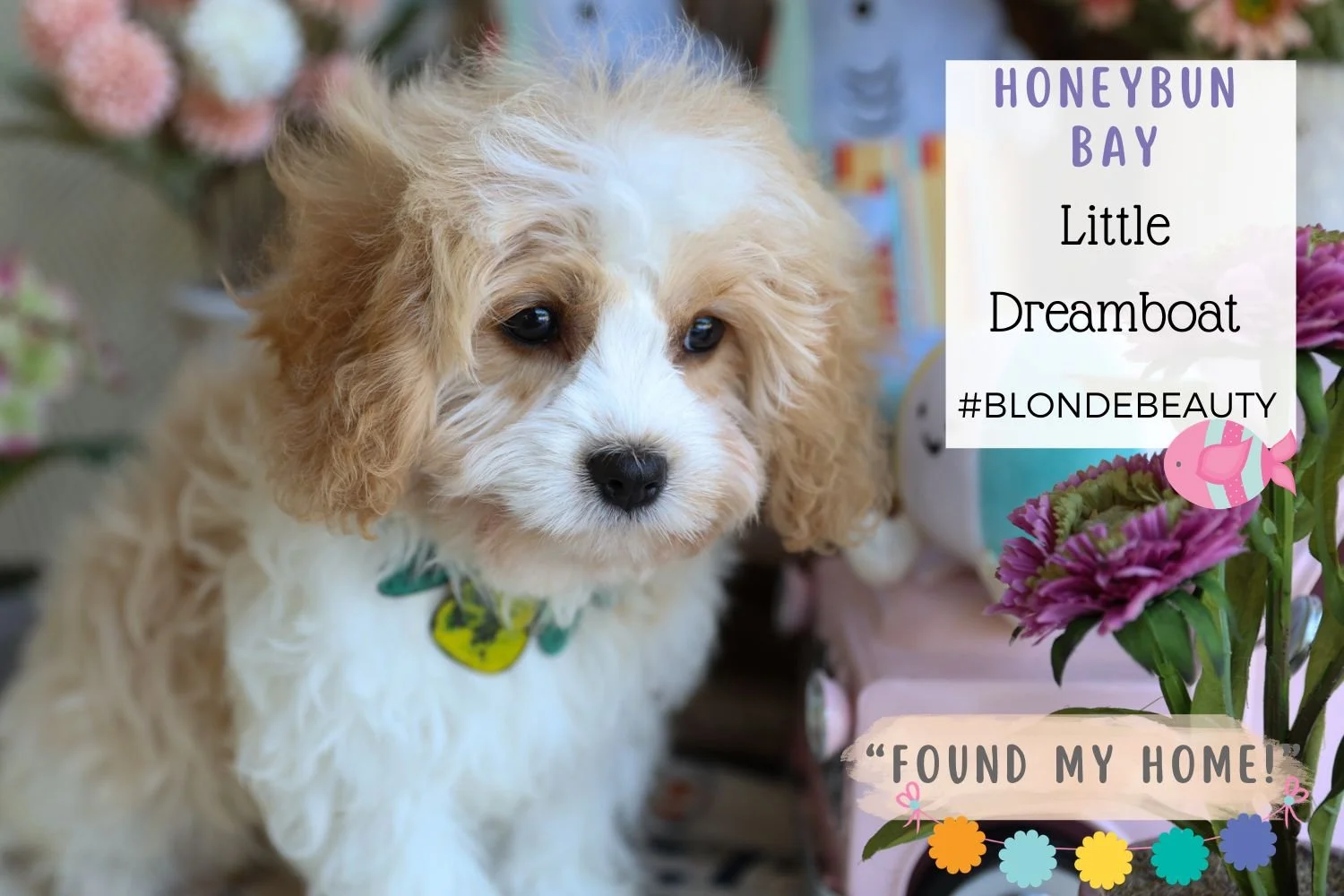hypoallergenic-cavachon-puppy.jpg