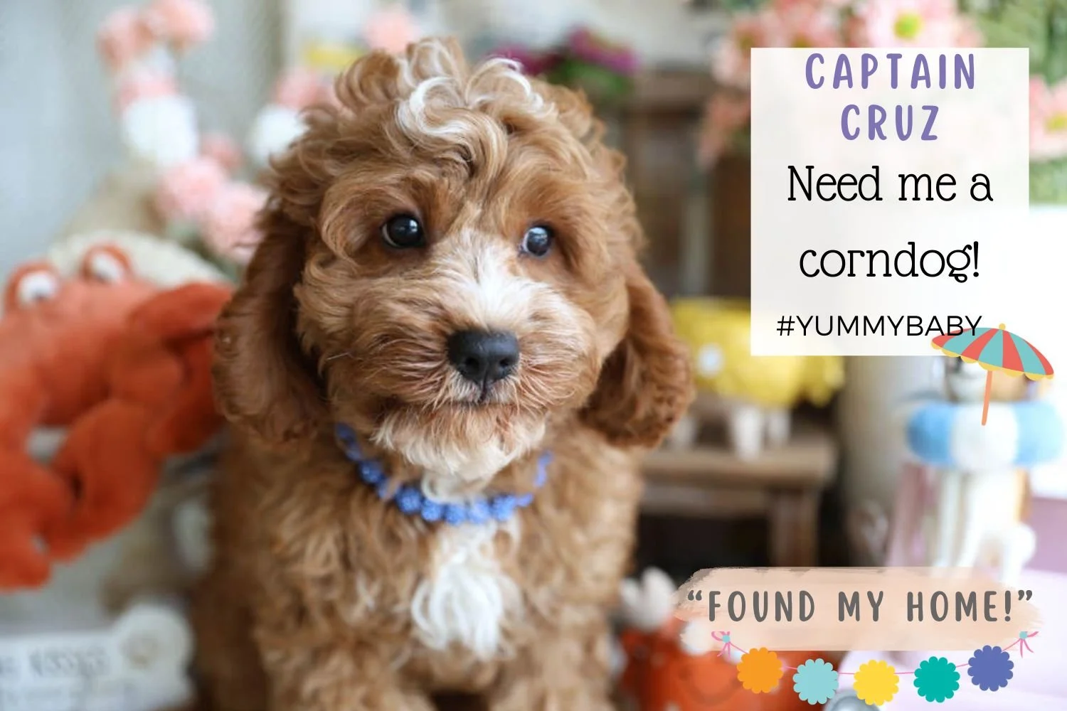 cavapoo-puppy-ruby-with-white-chin-and-paws.jpg