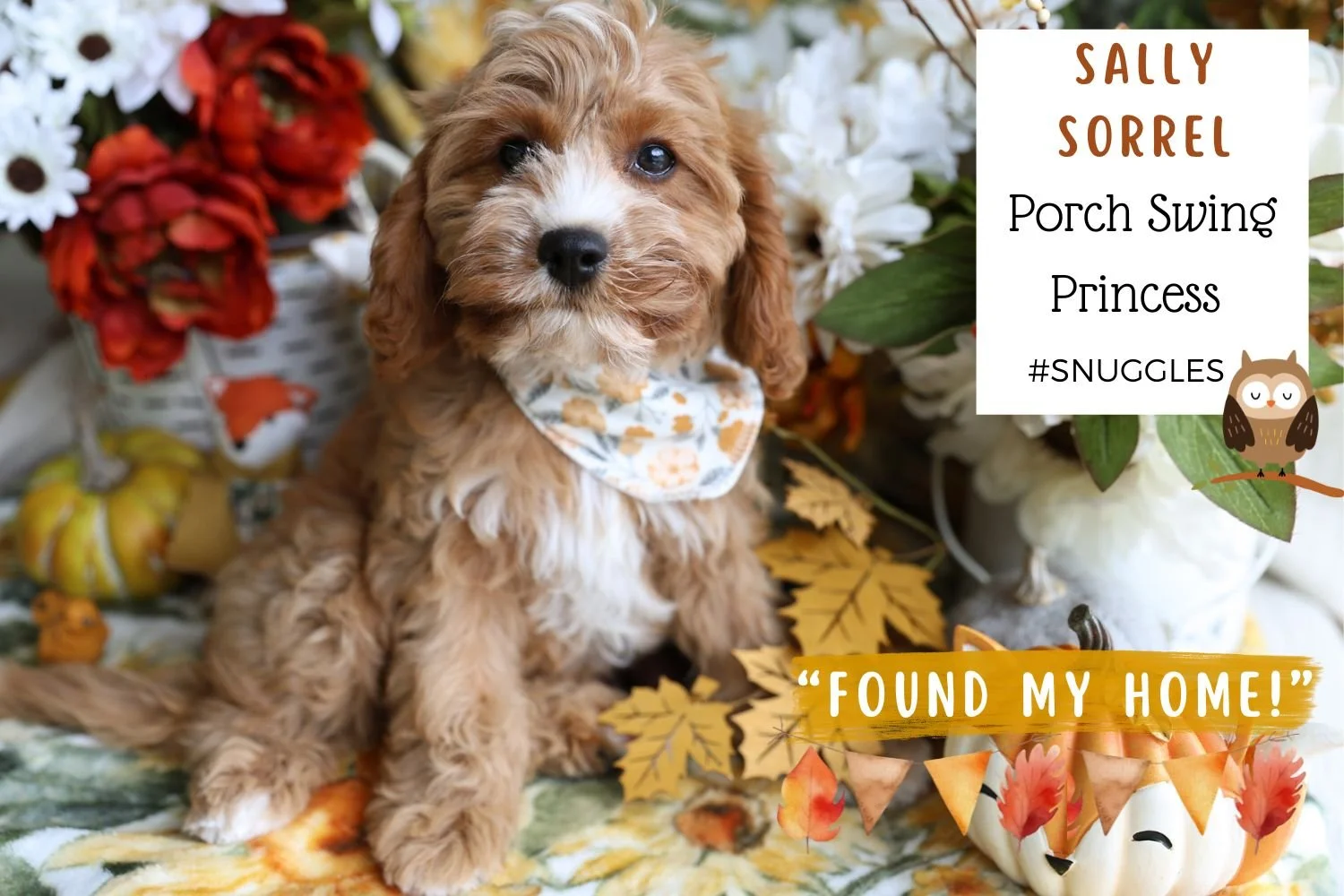 affectionate-breed-of-dog-cavapoo.jpg