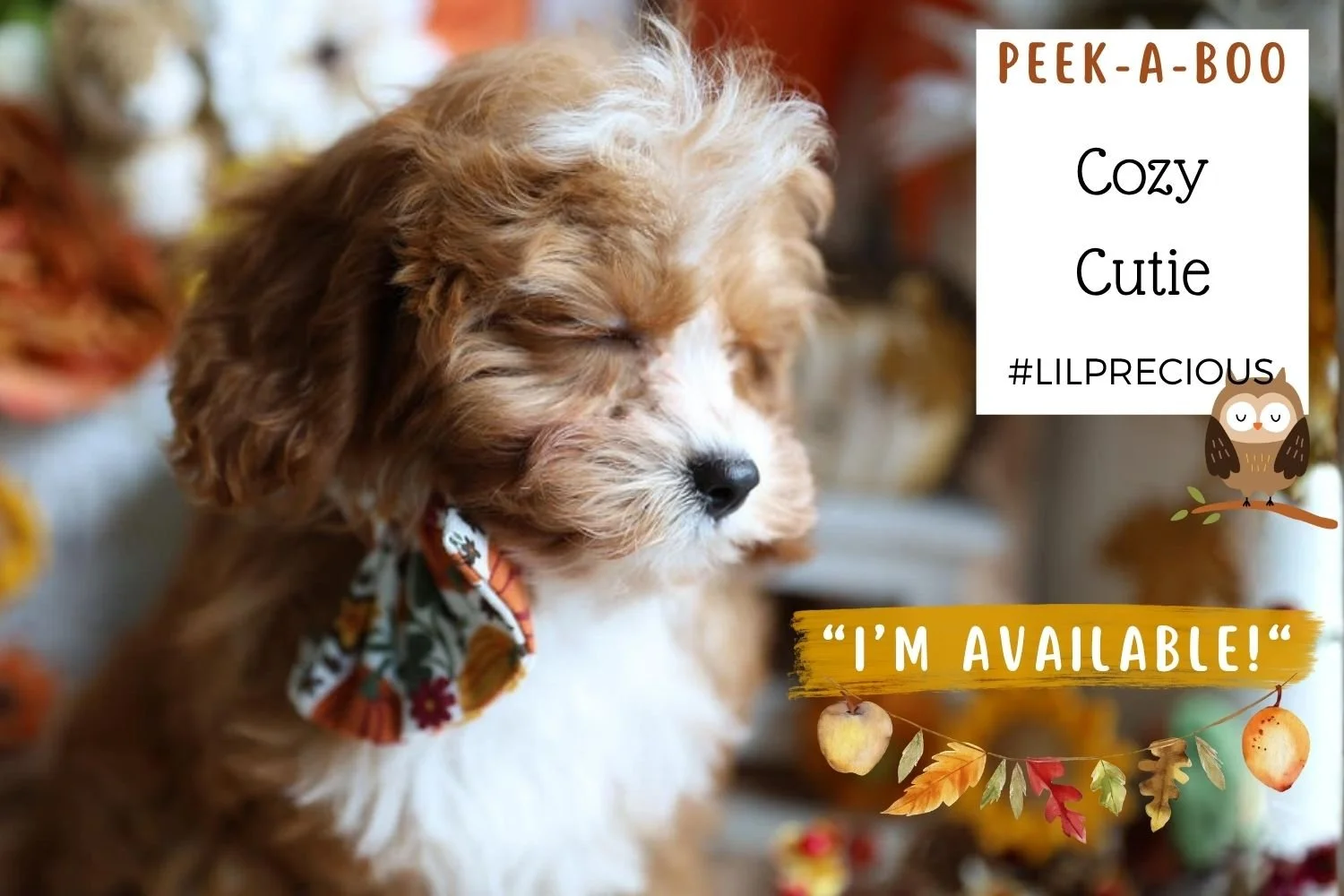 Peek-a-Boo-the-Cavapoo-puppy.jpg