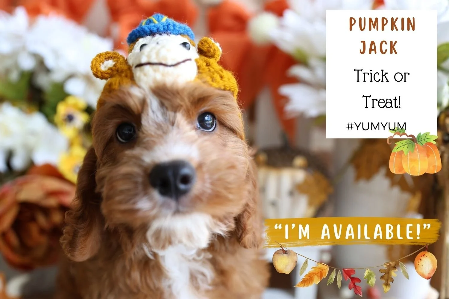 funny-picture-of-cavapoo-puppy-wearing-a-monkey-hat.jpg