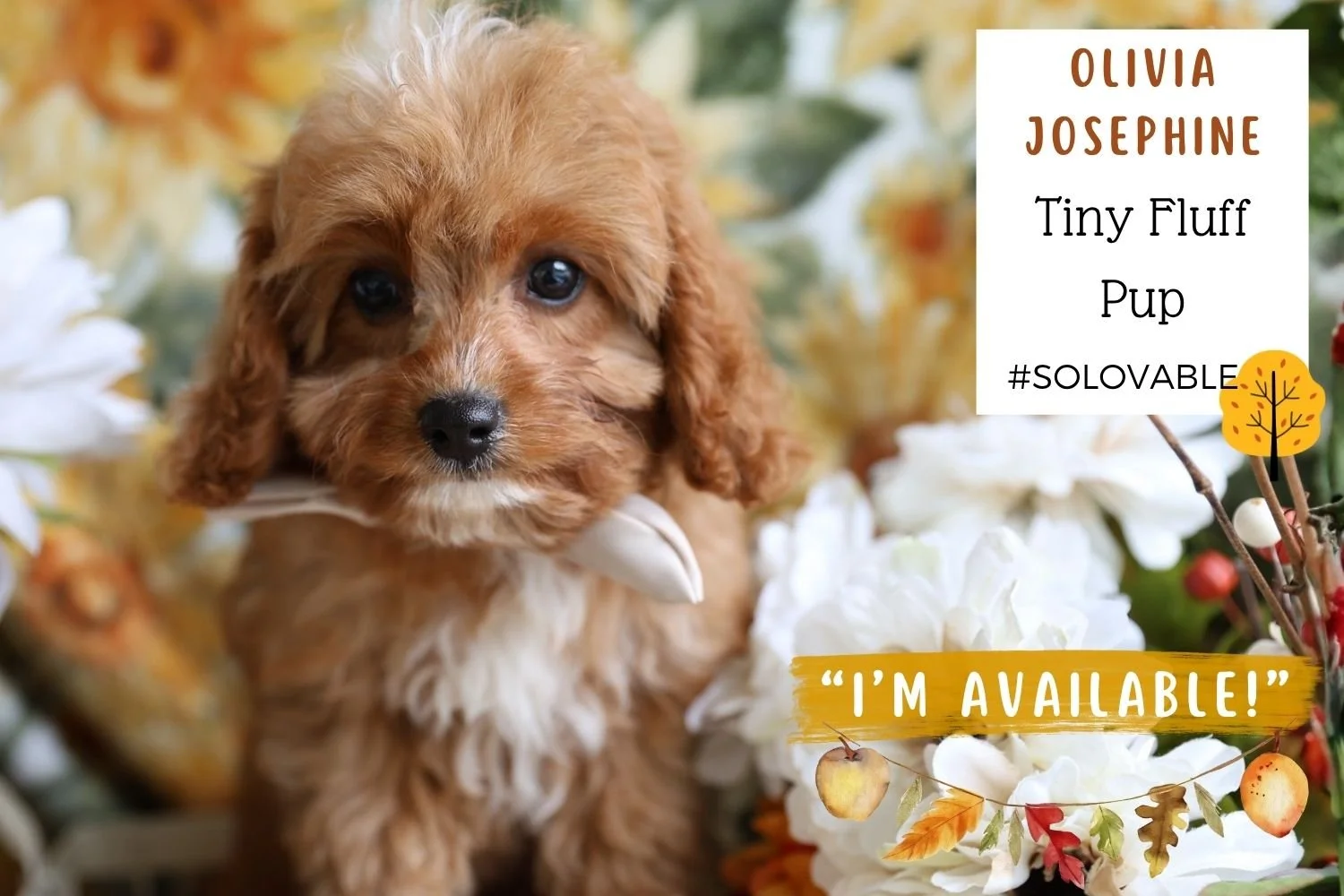 precious-Cavapoo-puppy.jpg