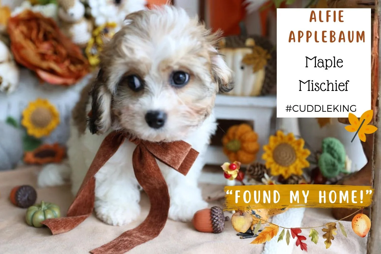 beautiful-Cavachon-puppy.jpg