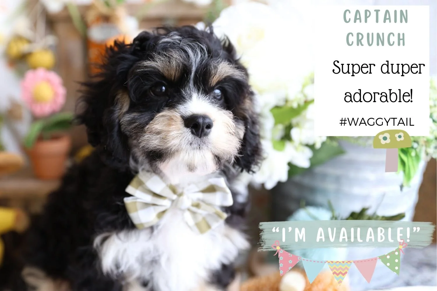 Foxglove Farm Captain Crunch "I'm Available!"