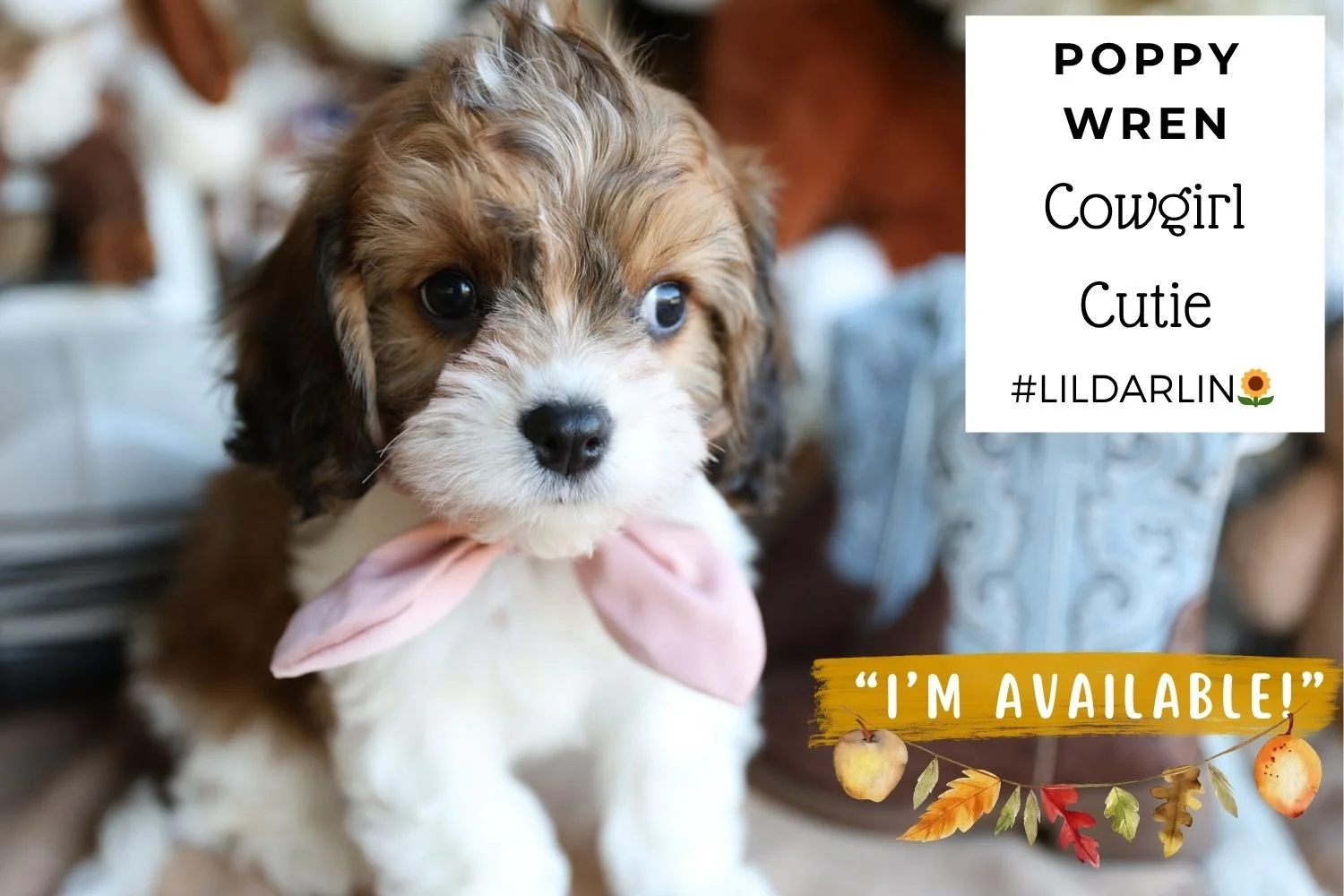 Foxglove Farm Poppy Wren "I've found my forever home with the Mitchell family!"