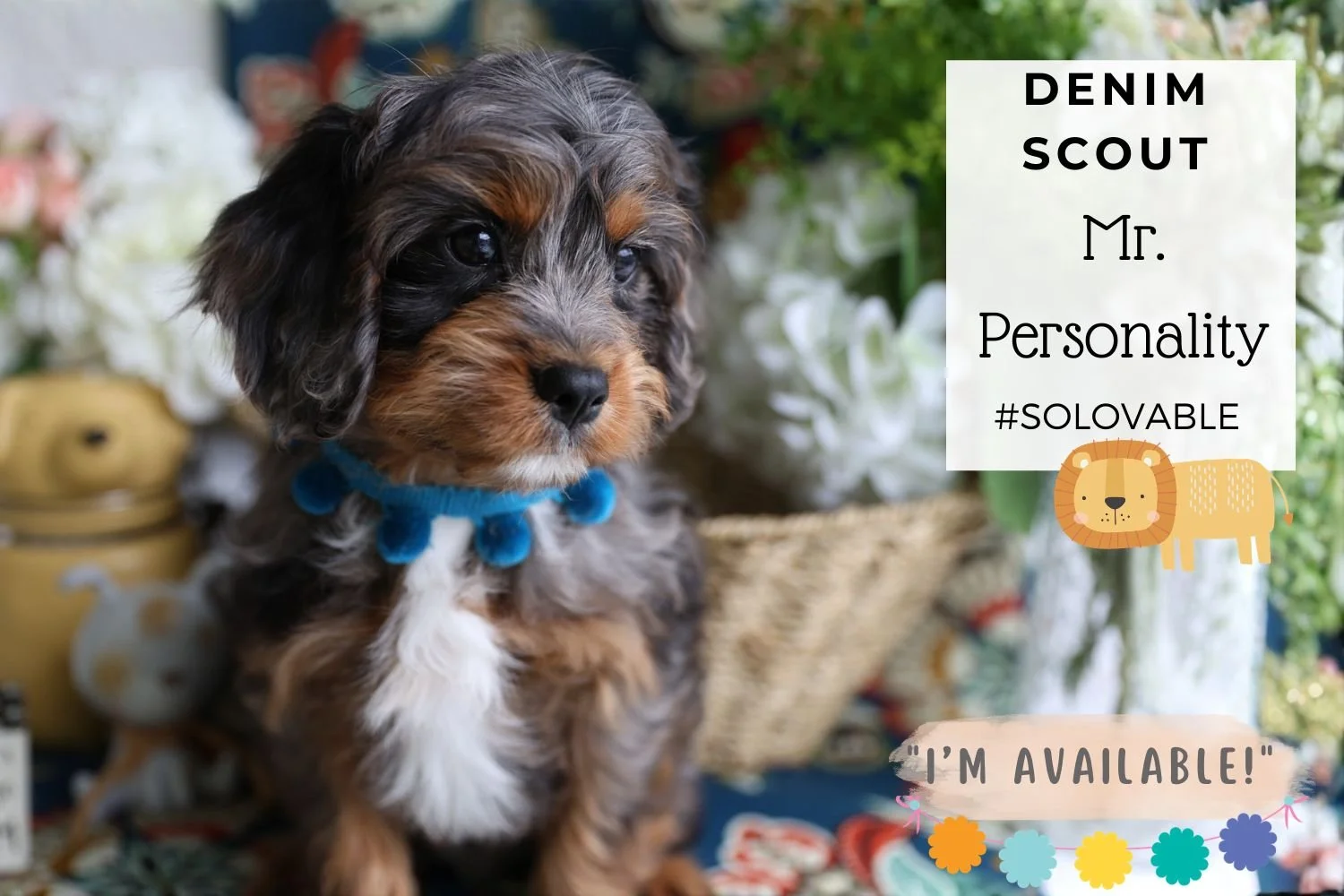 Foxglove Farm Denim Scout Bestest Boy Ever! "I've found my forever 🏡 with the Shah family in IL!"