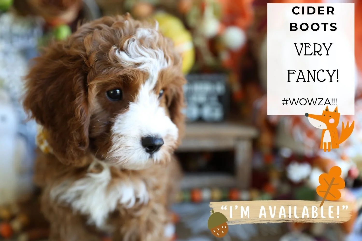 Foxglove Farm Cider Boots "I'm Available!"
