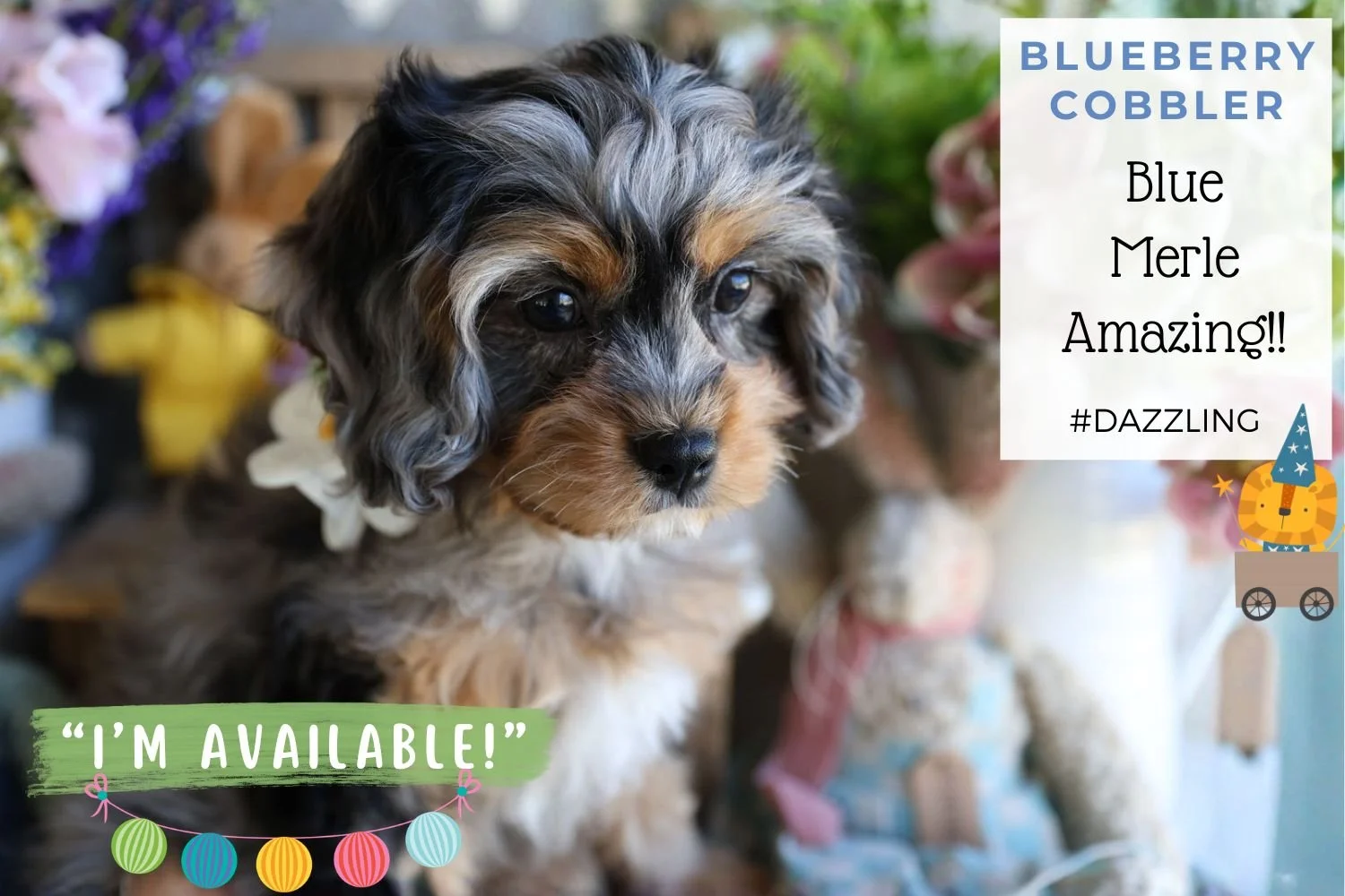 Foxglove Farm Blueberry Cobbler "I've found my forever home with Angela & Don in Virginia!"