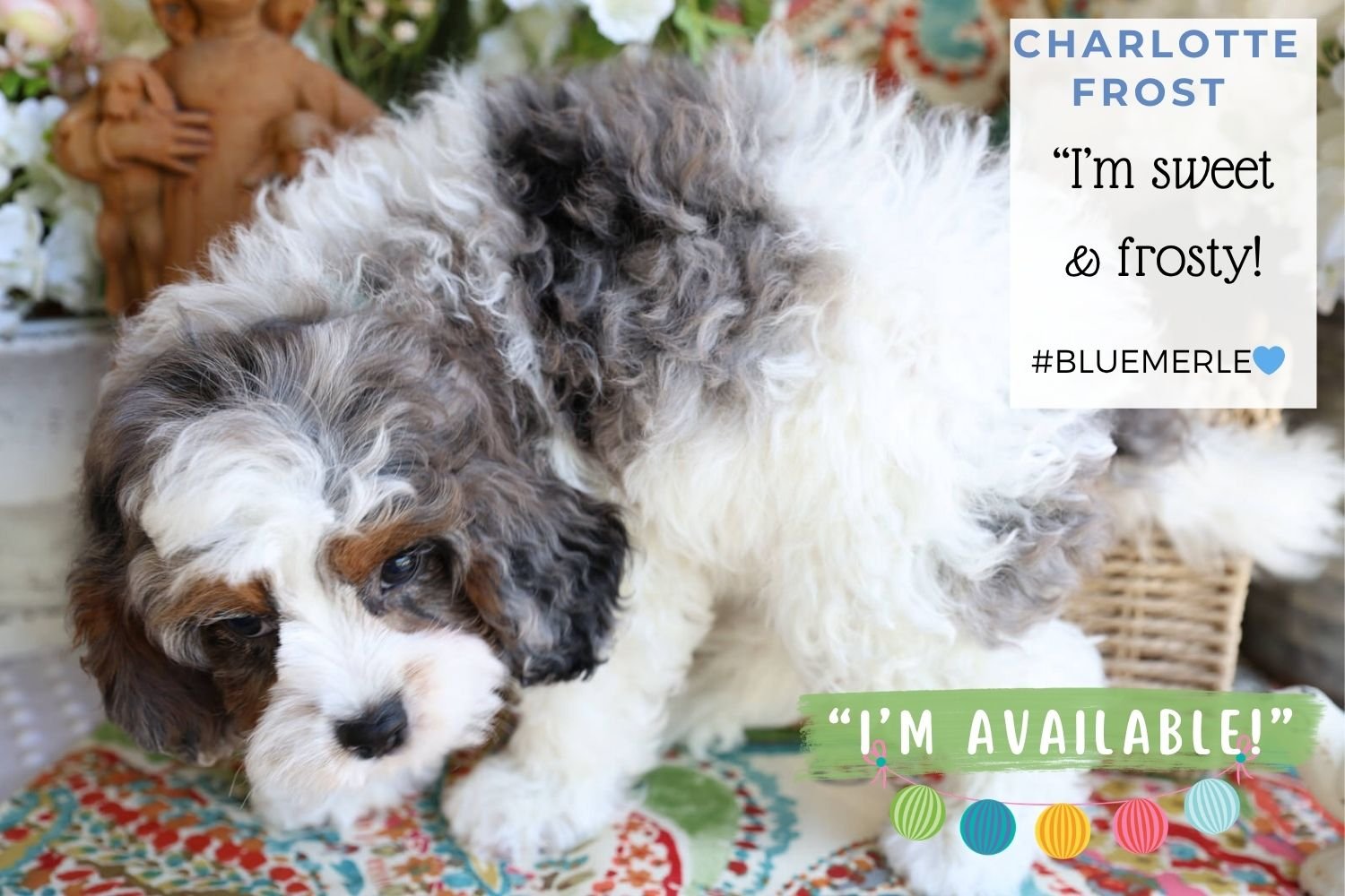 Foxglove Farm Charlotte Frost "I'm Available!"