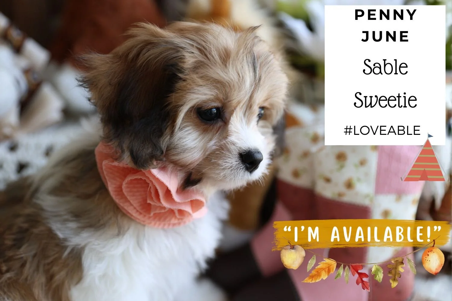 Foxglove Farm Penny June "I've found my forever 🏡 with Doris in Oregon!"