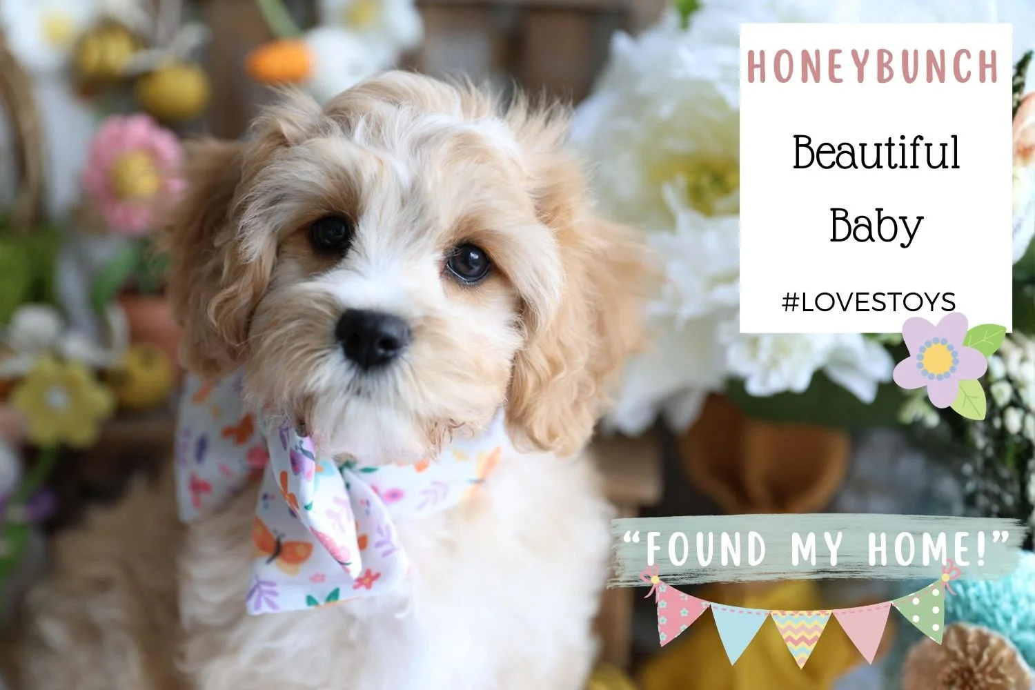 Foxglove Farm Honeybunch "I've found my forever 🏡 with the Celli family in California! I'm Foxglove puppy #2!"
