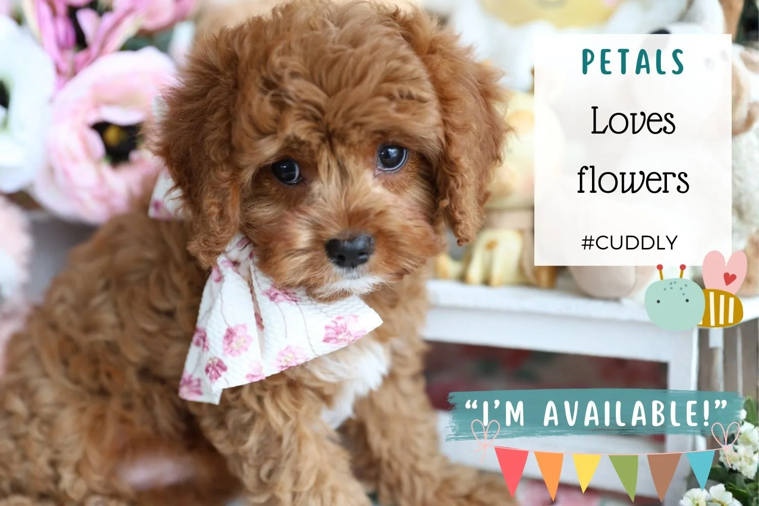 Foxglove Farm Petals "I've found my forever 🏡 with Bob & Nancy in Florida!"