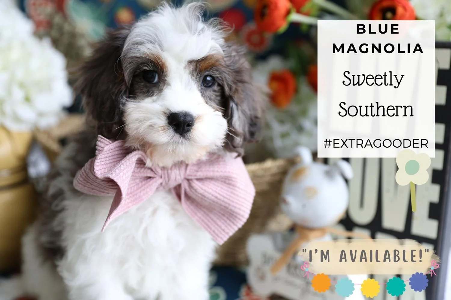 rare-merle-cavapoo-puppy-with-blue-coat.jpg