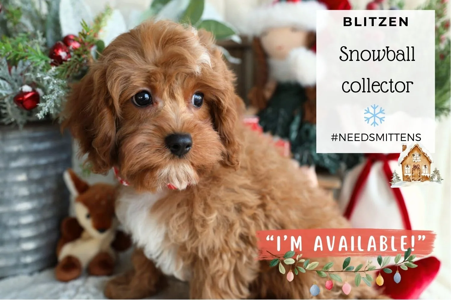 Foxglove Farm Blitzen "I'm Available!"