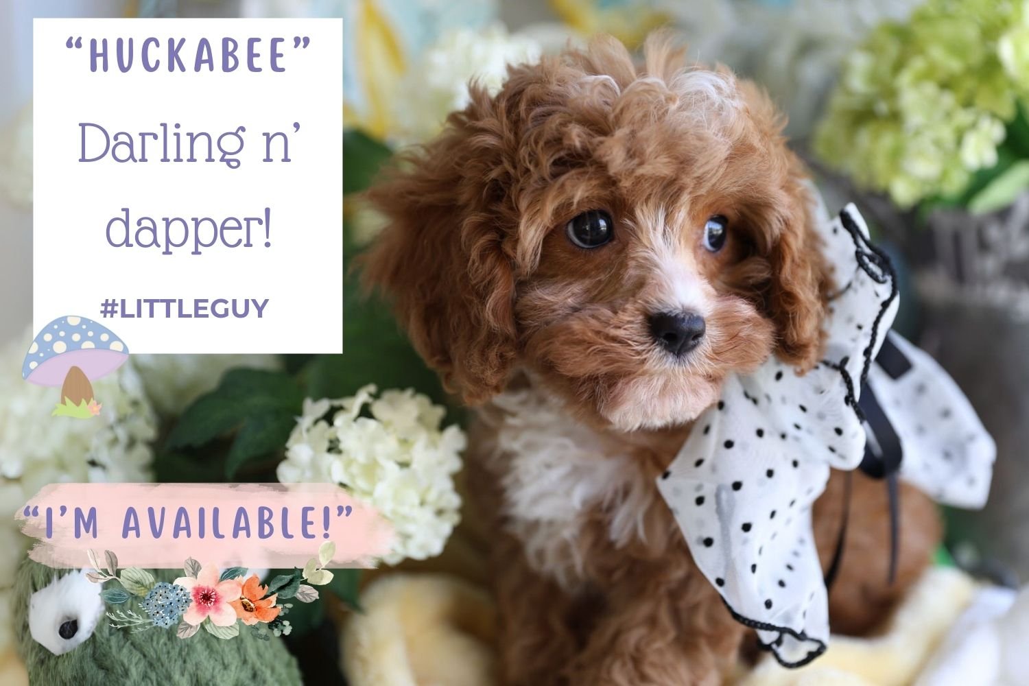 Cutest Cavapoo puppy with fancy bow.jpg