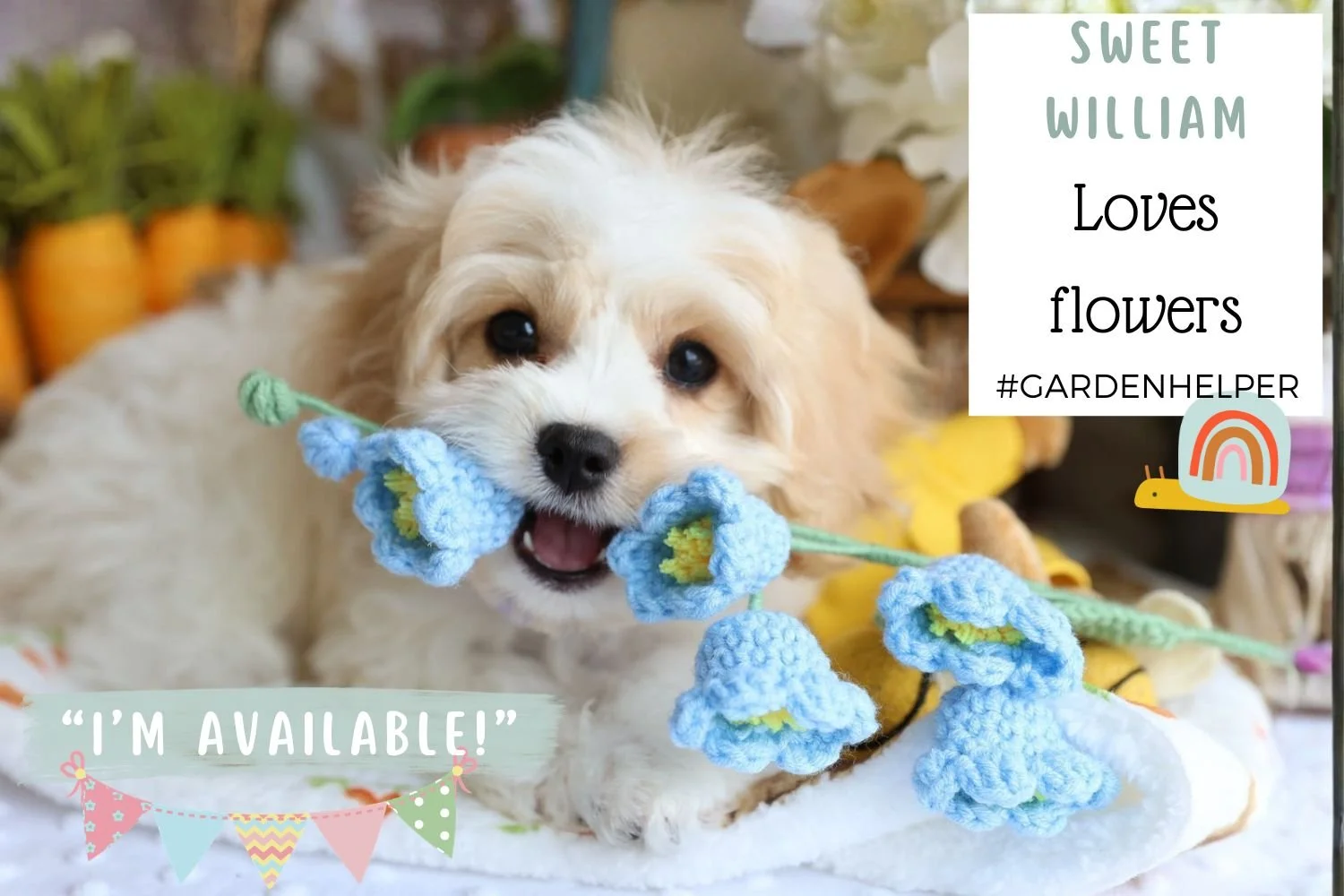 Foxglove Farm Sweet William "I'm Available!"