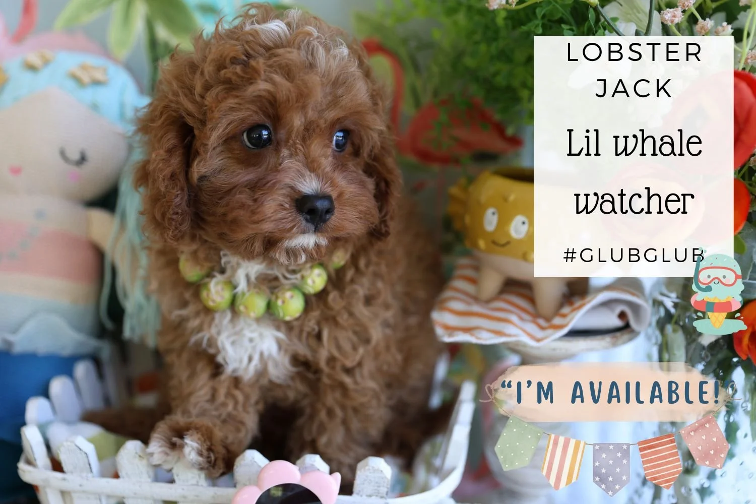Foxglove Farm Lobster Jack "I've found my forever 🏡 with the Murphy family in NY!"