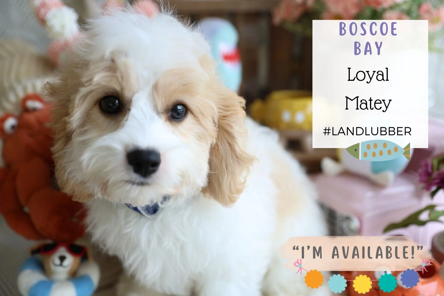 Foxglove Farm Boscoe Bay "I'm Available!"