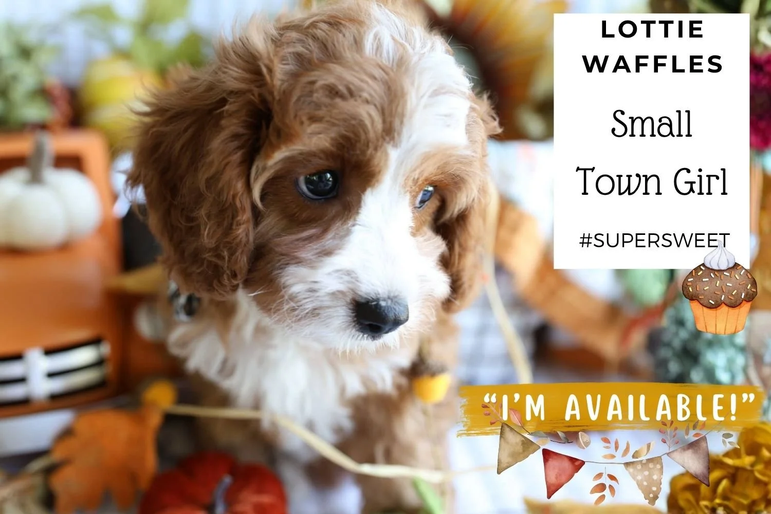 Foxglove Farm Lottie Waffles "I'm Available!"