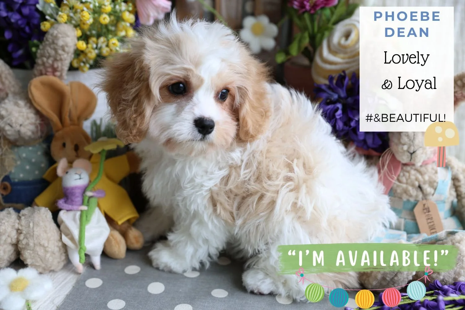 Foxglove Farm Phoebe Dean "I've found my forever 🏡 with Sumati who needs me!!!"