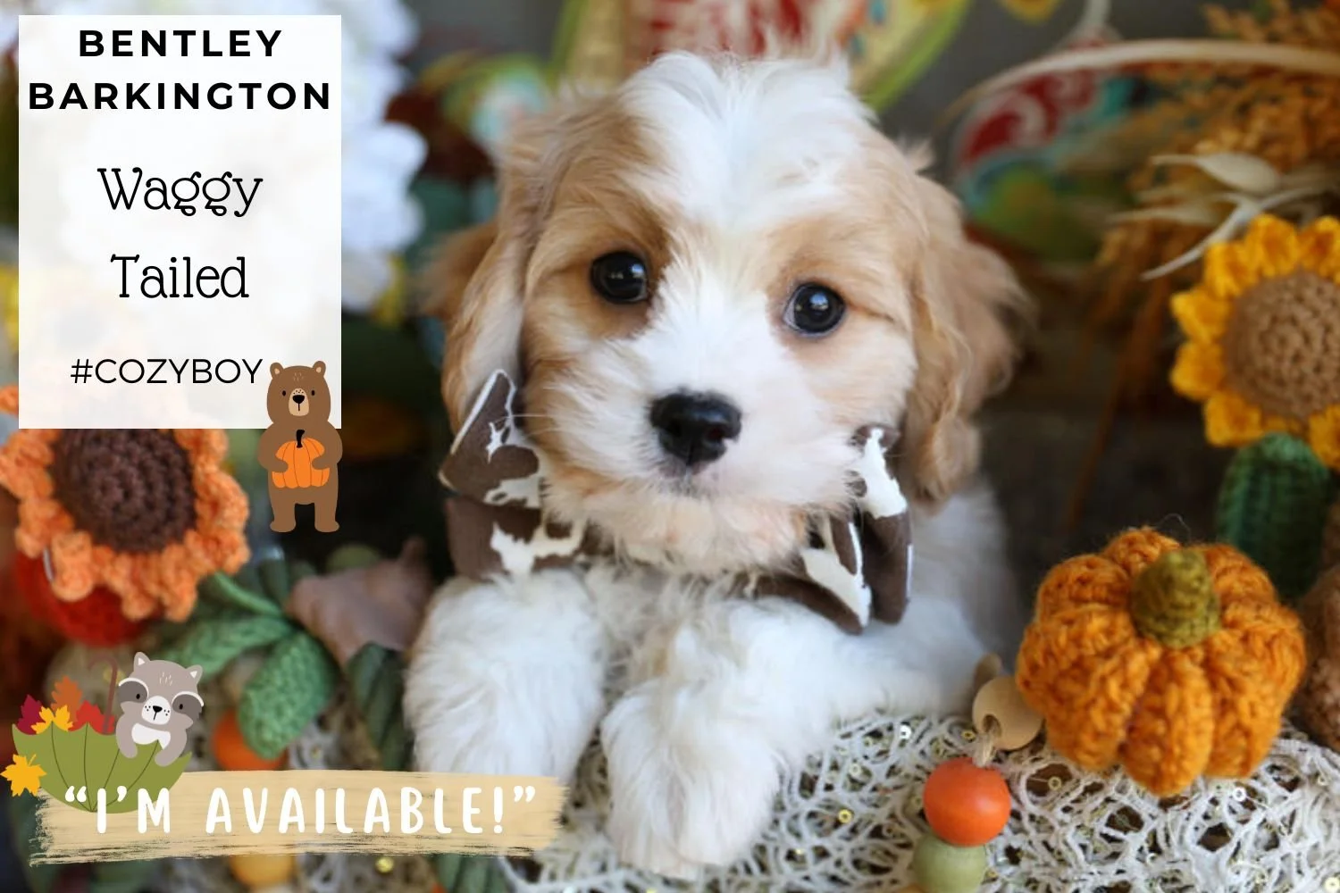 Foxglove Farm Bentley Barkington "I'm Available"