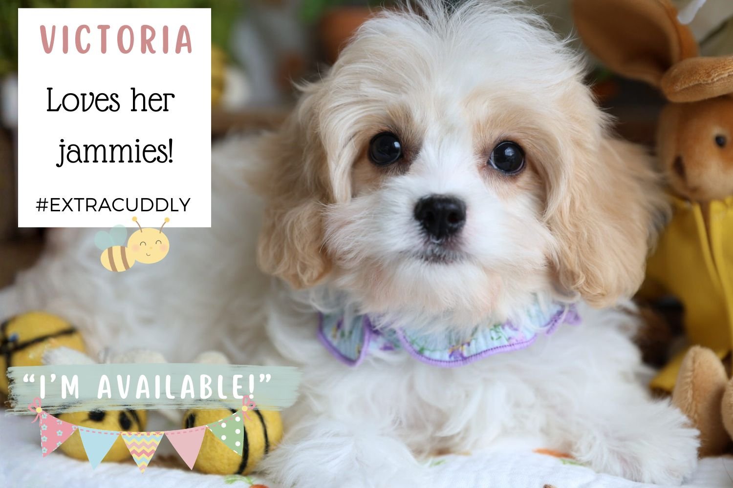 Foxglove Farm Victoria "Please don't purchase me! I'm on HOLD for Marlo!"